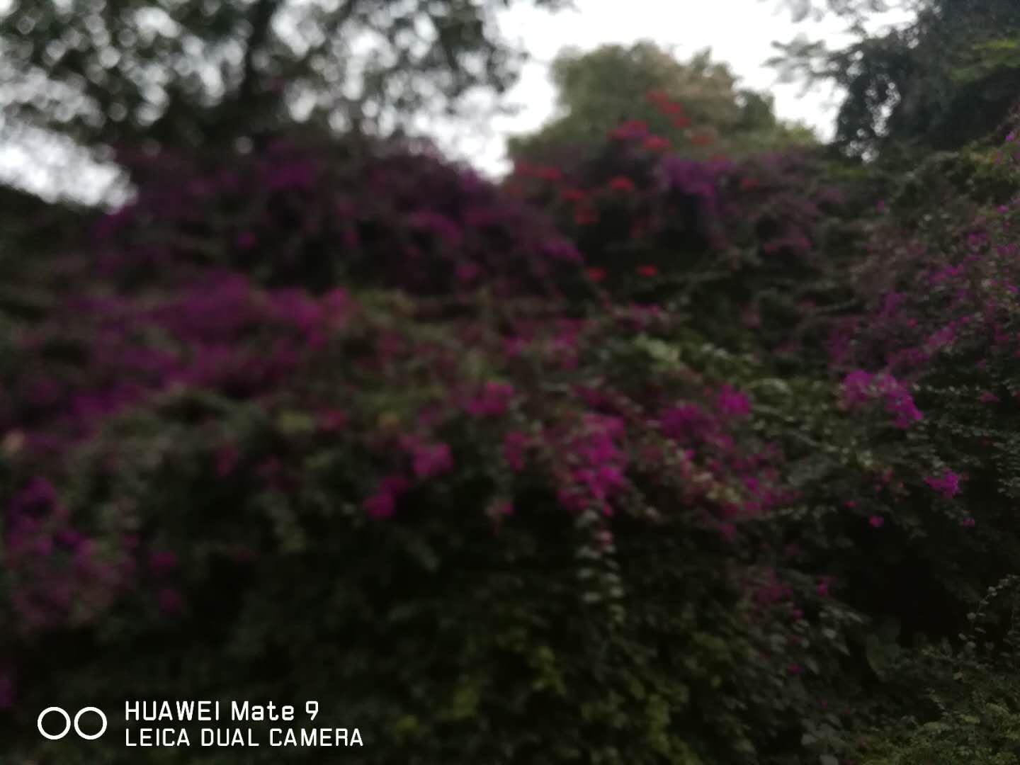 华为mate9手机摔了相机无法对焦,华为mate9摄像头模糊是什么原因