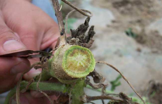 露天西瓜坐瓜期枯萎病怎么治疗,西瓜根施多菌灵能治枯萎病吗