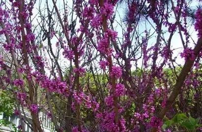 北京各区16处免费森林公园,森林公园北京有几个