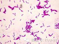 新生儿肠道感染护理,小儿细菌性痢疾并发症