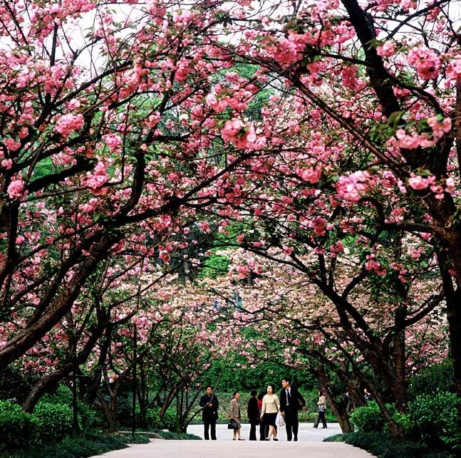 来一趟重庆带什么好,如果有朋友来重庆你会带他去哪