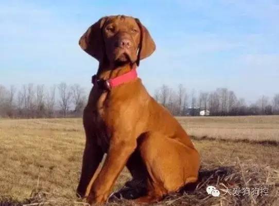 想不到，狗狗的耳型有这么多种！