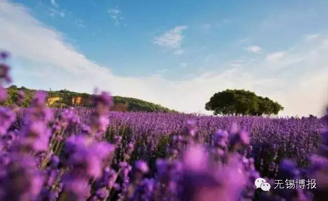 薰衣草花海的花期,雪浪山观赏薰衣草