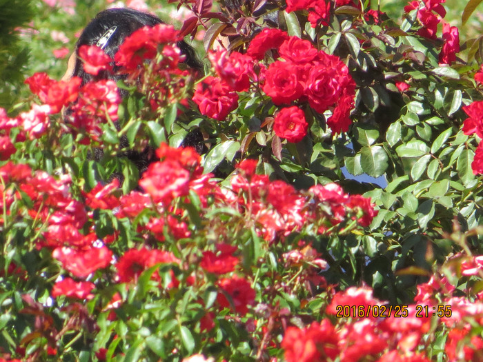 去巴西阿根廷秘鲁智利四国游,巴西阿根廷智利秘鲁地图