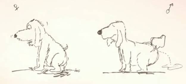 动画如何给孩子讲性教育,动画片里的性别教育