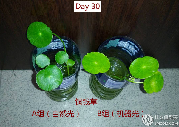 我的秘密菜园,我的秘密小菜地