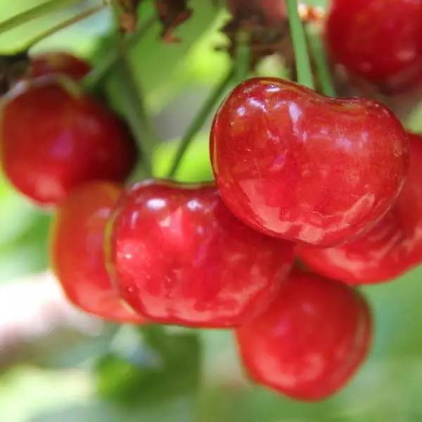 烟台樱桃和智利樱桃有啥区别,烟台樱桃品种介绍大全