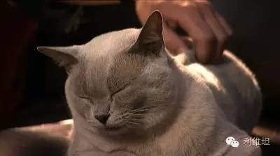 别以为猫咕噜就一定很爽（猫震动）