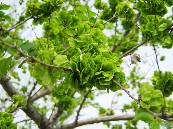 大鱼大肉不如植物肉,春天的野菜营养又美味