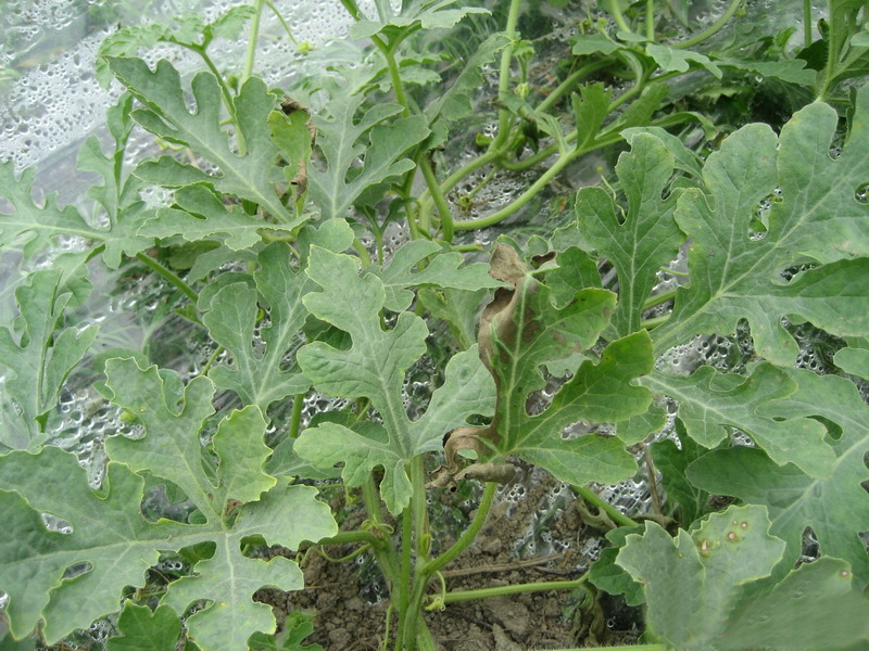 露天西瓜坐瓜期枯萎病怎么治疗,西瓜根施多菌灵能治枯萎病吗