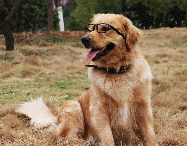 十二星座长大后最适合养什么宠物,星座百科十二星座最适合养的宠物