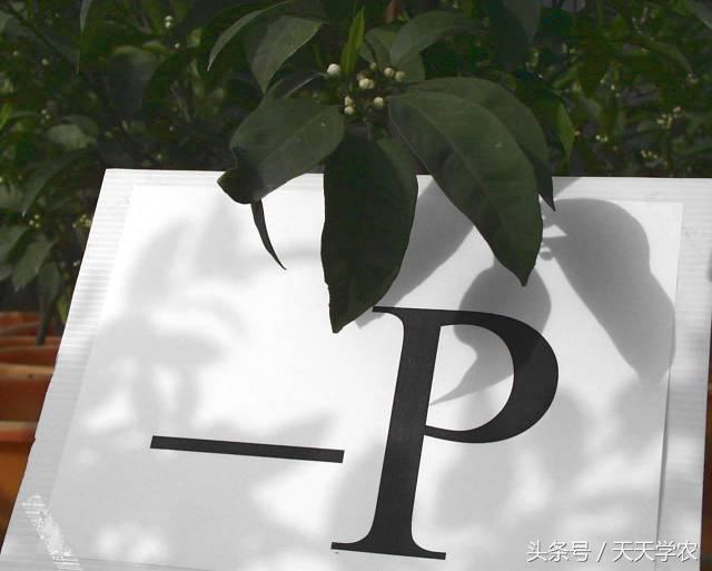 柑橘黄化不一定是缺素,引起柑橘黄化的原因有哪些