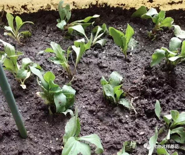 与高血压有关野菜,哪些野菜可以降高血压