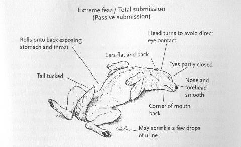 掌握狗的语言交流