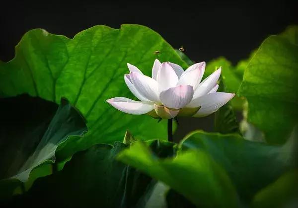 戒色心得：关于长期戒色后“突然失败”的研究……