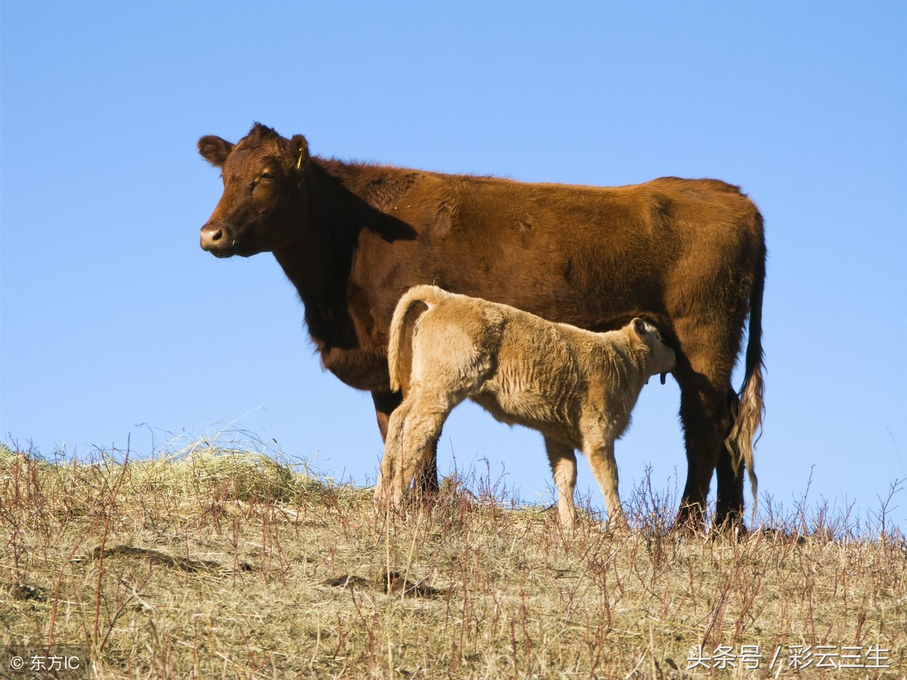 母牛为何屡配不孕,如何治疗母牛屡配不孕