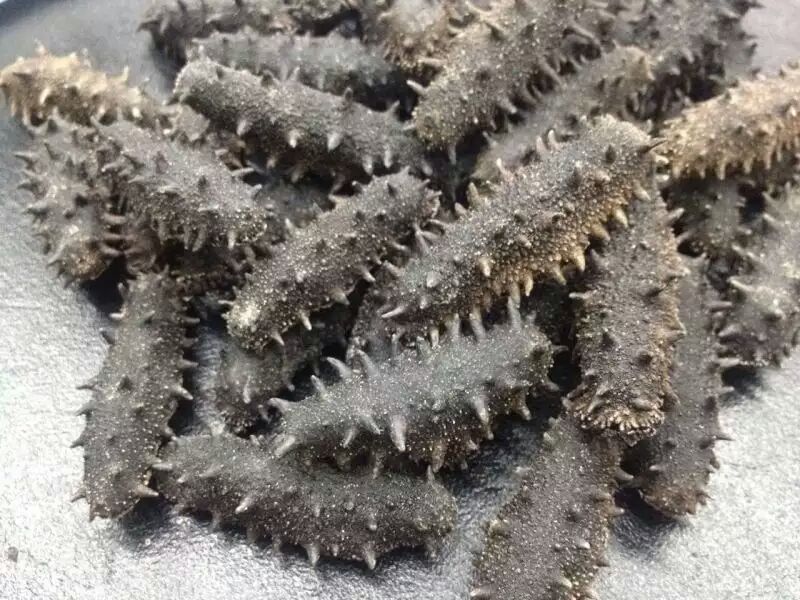 大连棒棰岛海参和晓芹海参谁家好,大连新鲜海参几月份买最好