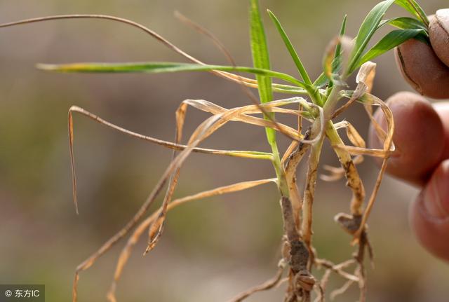 打除草剂小麦受影响发黄怎么补救,近期小麦发黄的原因