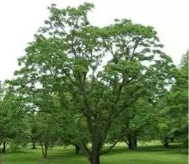 从“猜”字说开来的“染色”