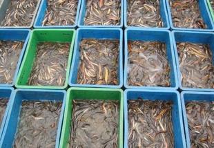 泥鳅养殖前景和现状,泥鳅市场与前景