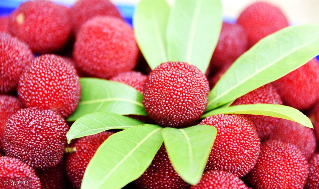 自制杨梅酒最好吃的做法,杨梅酒自制饮品怎么做好喝