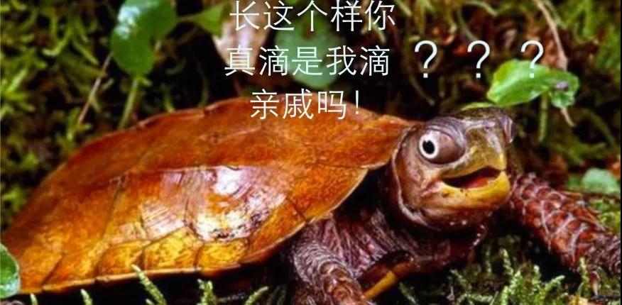 我滴个龟龟,我滴龟龟什么意思