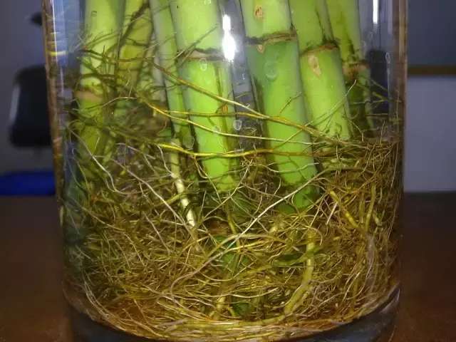 富贵竹黄叶的养殖方法,富贵竹黄叶了用什么方法养好