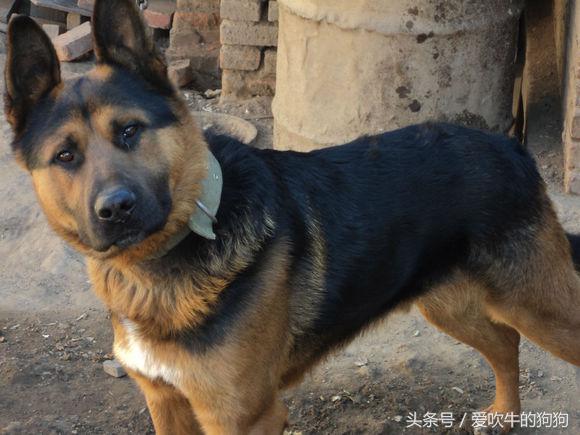 杂交德牧怎么是黑的,杂交德牧