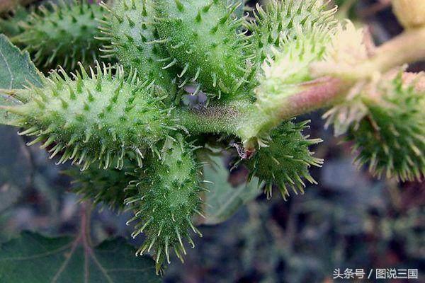 清朝太监靴子里面藏什么,清朝太监靴子里藏什么