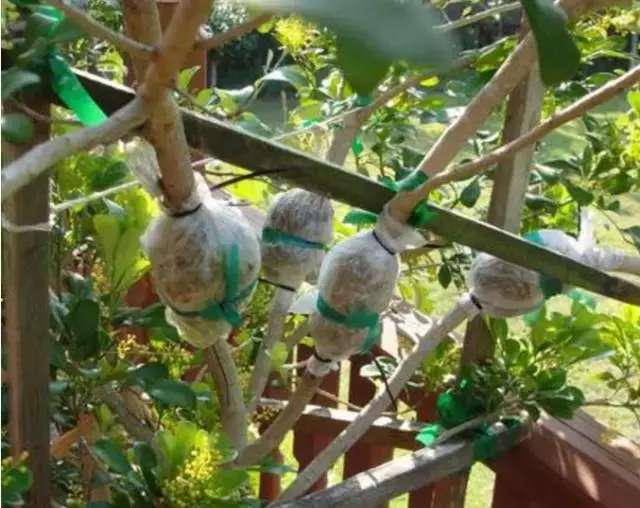 米兰花养殖方法米兰夏天能暴晒吗,米兰花怎样养又粗又壮