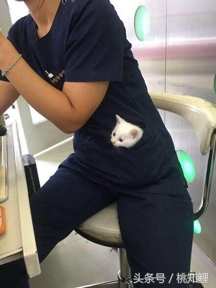 萌化了！网友上班带猫被误认为手机壳，简直是爆红的口袋猫同款