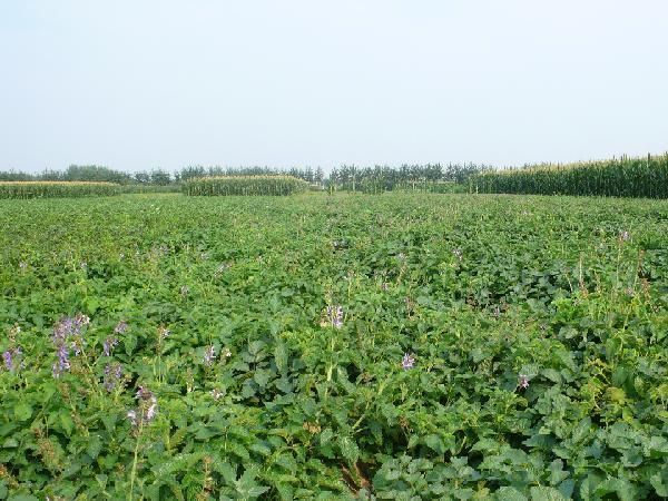 七八月份适合种植什么中药材,4月份可以栽植什么中药材