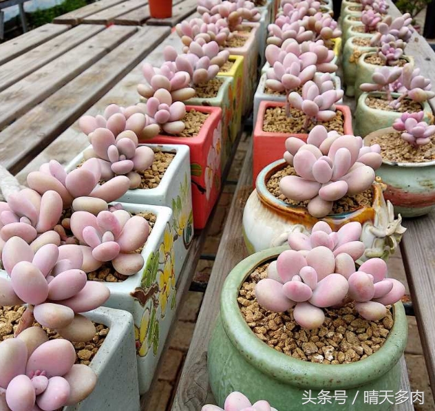 只有养过多肉的人才明白的事,其实多肉也没想象中那么好养