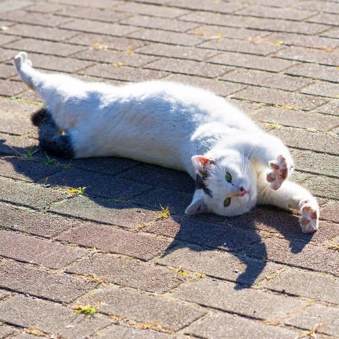 听说你骨折了，要不要我的猫给你治一下？