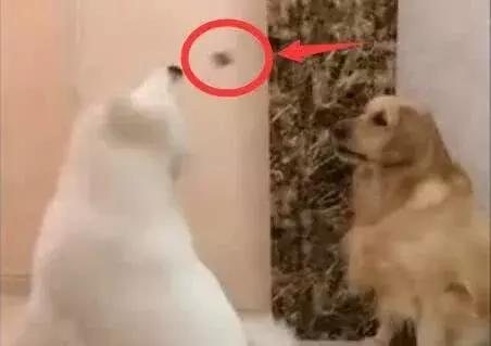 萨摩卖萌,萨摩撒娇卖萌连主人也招架不住