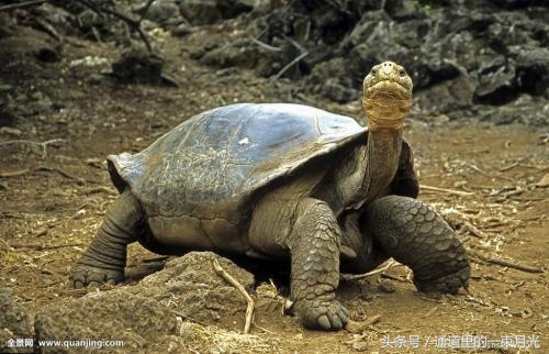 道家龟息功演练视频,道家龟息功法