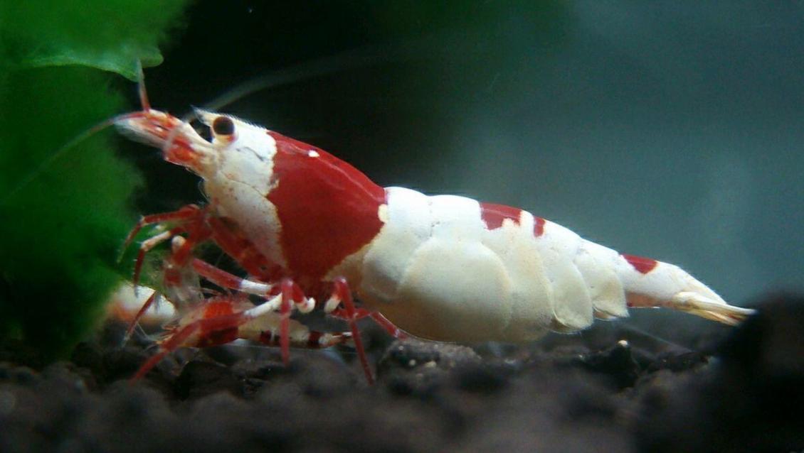 水晶虾注意事项,水晶虾的100个常识