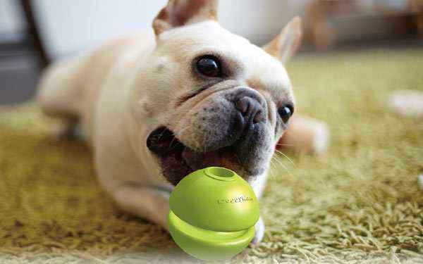 狗狗玩具推荐怎么选择,狗狗的玩具最适合哪一种