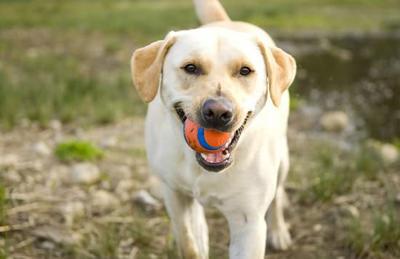 狗狗玩具推荐怎么选择,狗狗的玩具最适合哪一种