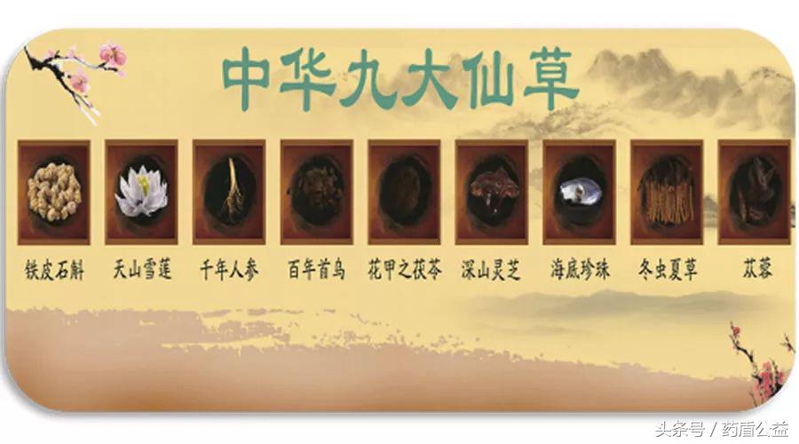 养生佳品石斛,进补中药材大全图片