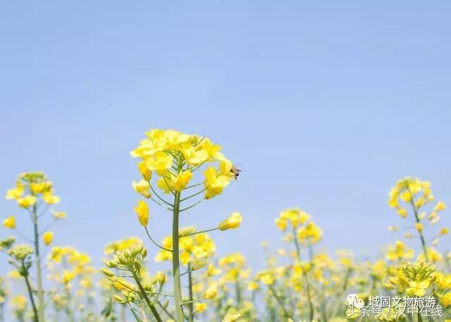 万物复苏春暖花开适合去玩的地方,花开的季节大家快来看风景