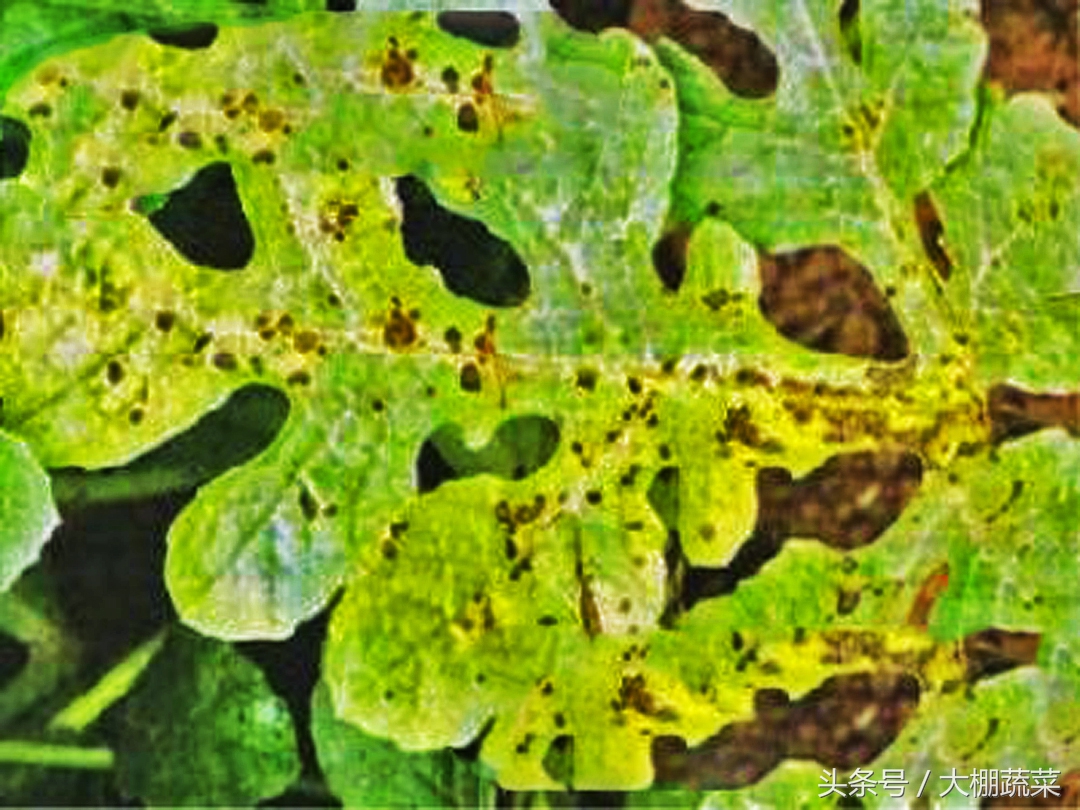 西瓜叶斑病打什么药好,西瓜苗细菌性叶斑病用什么药
