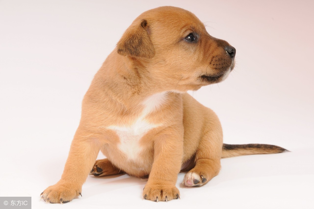 狗狗体外驱虫药有哪些,狗狗体外驱虫药最便宜的有哪些