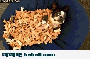 牛牛很挑食,牛牛爱挑食怎么弄