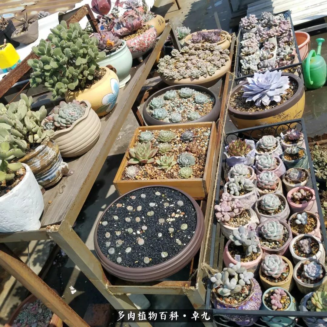 养多肉你遇到的奇葩事,养多肉的男士