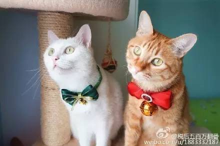 走到流浪的尽头,落入你的温暖怀抱