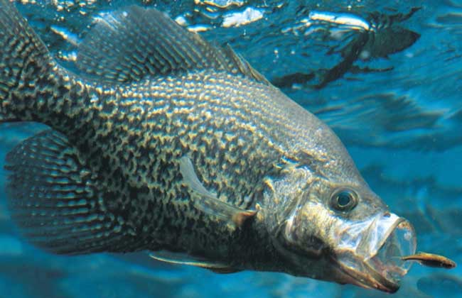 鳜鱼养殖疾病预防,鳜鱼病害防治新技术