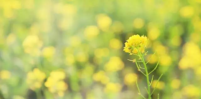 沈阳长白岛油菜花好去处,沈阳北陵区油菜花海
