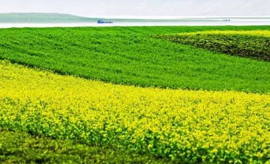 沈阳长白岛油菜花好去处,沈阳北陵区油菜花海