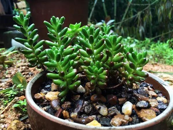 水浇多了补救视频,水浇多了变稀泥怎么办